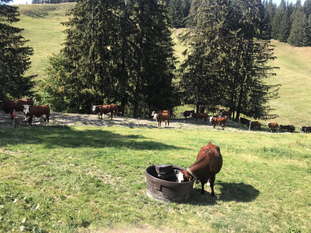 vaches en montagne
