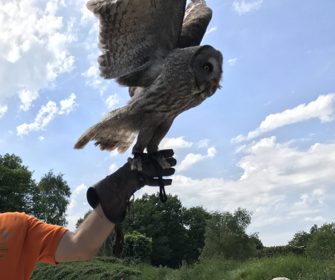 espace rambouillet parc animalier et forestier
