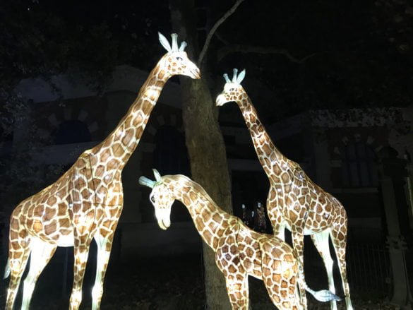 les girafes
