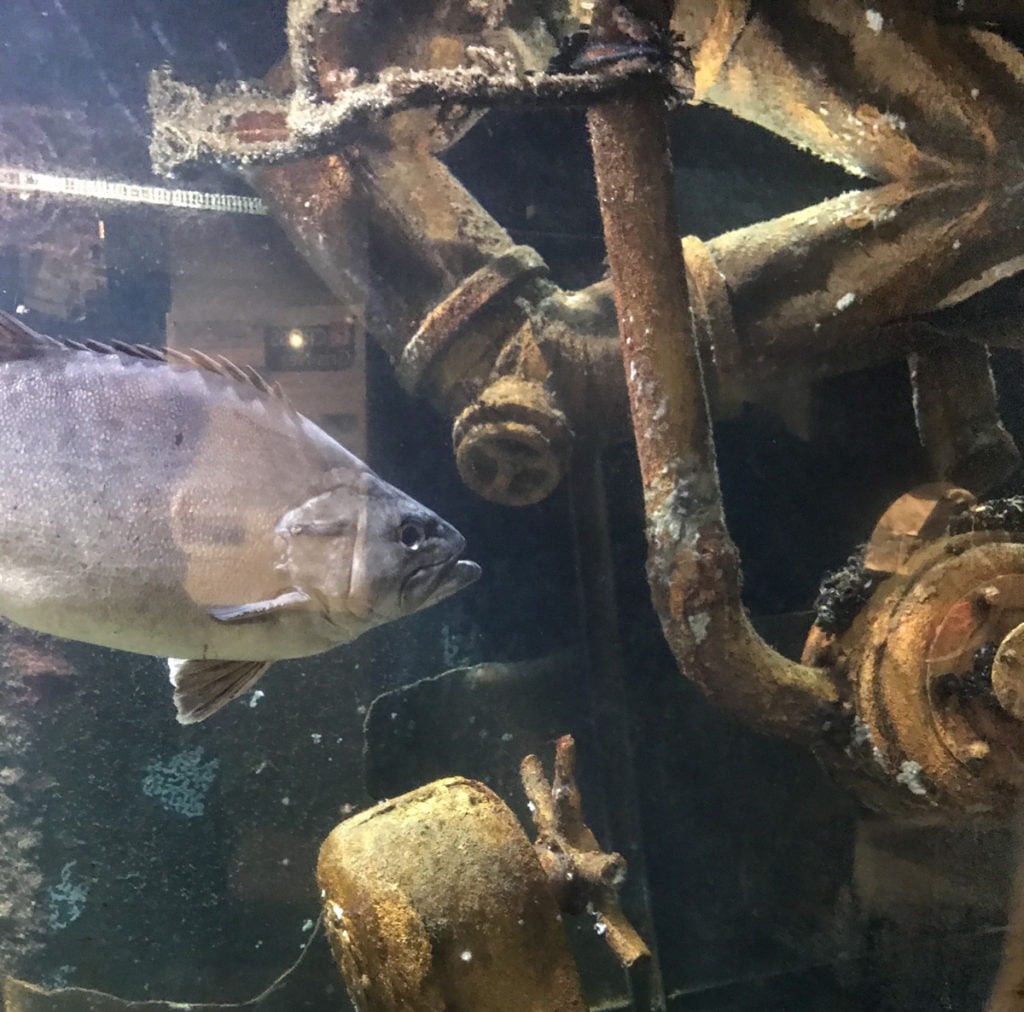 5 jours en famille sur la côte d’Opale 11 Musée de la pêche en mer - Etaples sur mer