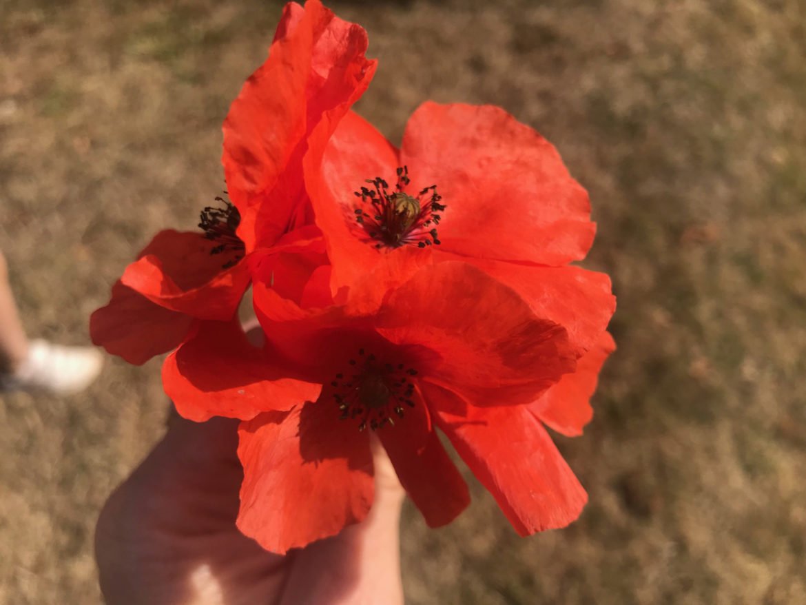 coquelicot du mois de juillet