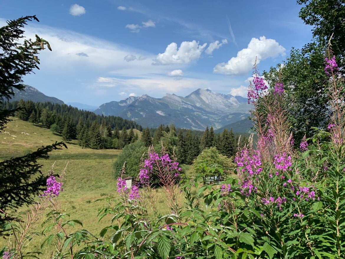 paysage de montagne en été