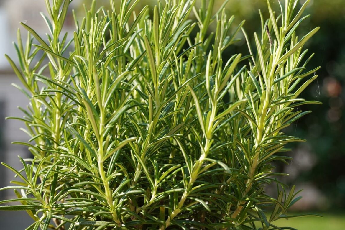 un bouquet de romarin frais dans un jardin